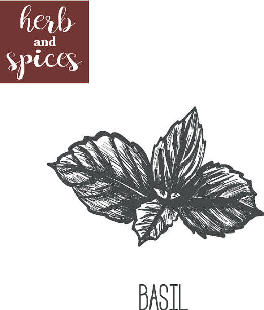 罗勒草斯凯奇手绘罗勒图片下载