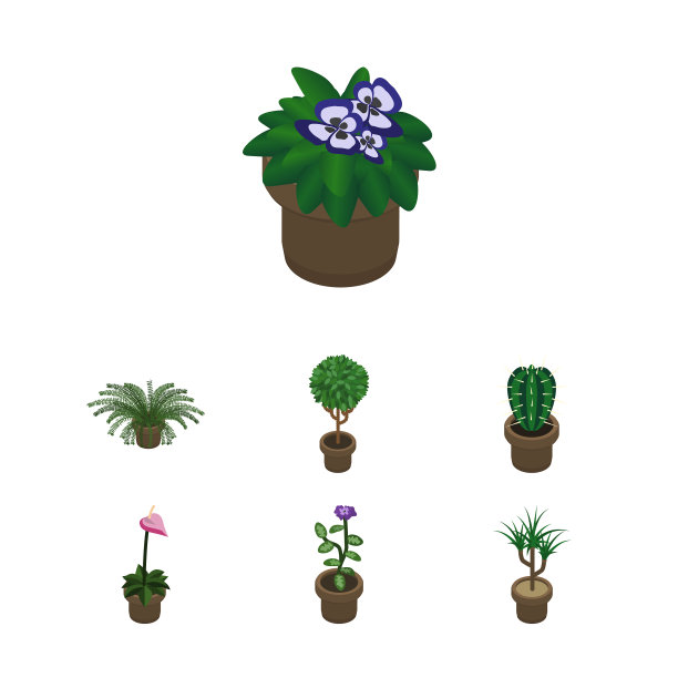 等距花套室内植物佩奥特图片下载