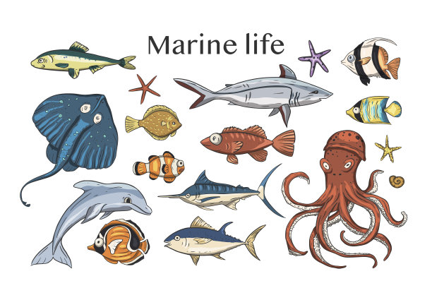 水下动物图片下载