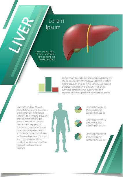 人体内部器官信息图肝脏图片下载