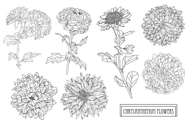 手绘花卉装饰图片下载