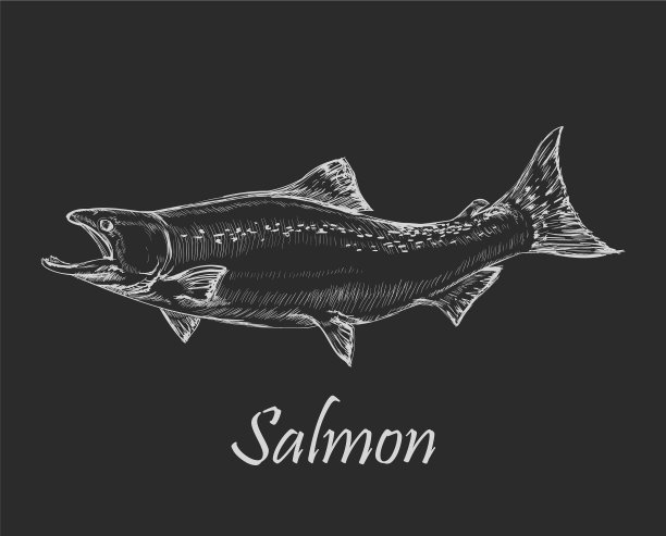 大马哈鱼鱼图片下载