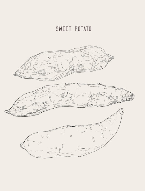 集甜土豆手绘草图图片下载