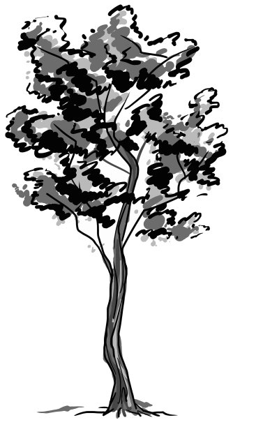 落叶树素描黑色轮廓孤立上图片下载