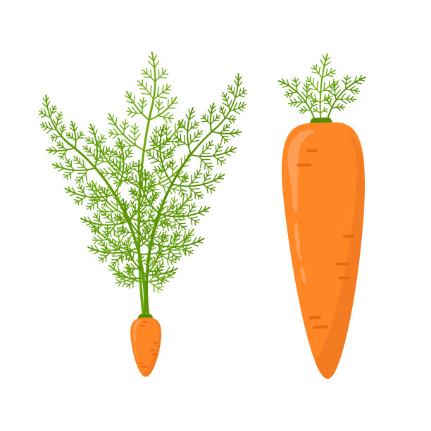 胡萝卜的帕累托原则图片下载