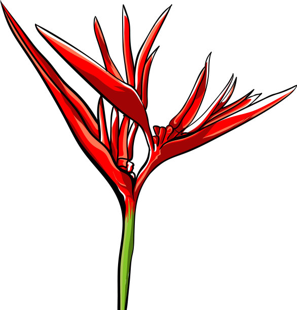 奇异的斯特雷氏菌图片下载