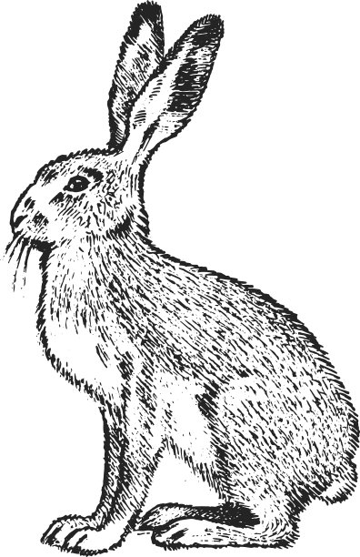 野生灰野兔森林动物复古单色图片下载