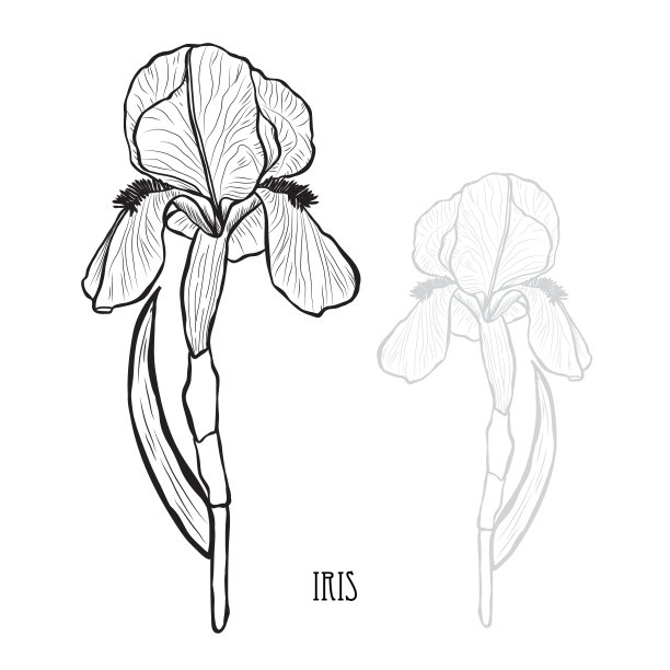 手绘花卉装饰图片下载