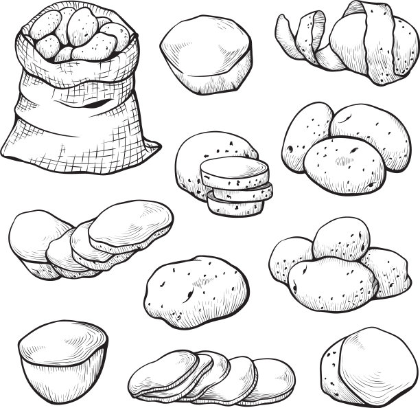 马铃薯速写集农业和自然形象图片下载
