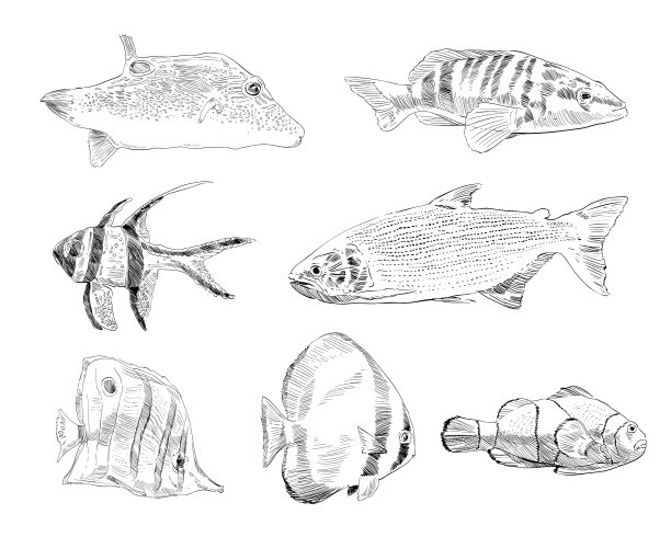 海和海洋鱼类类型手绘集图片下载