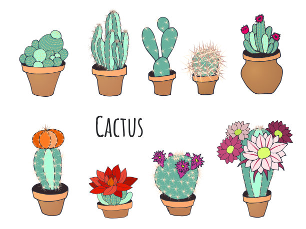 把仙人掌放在花盆里图片下载