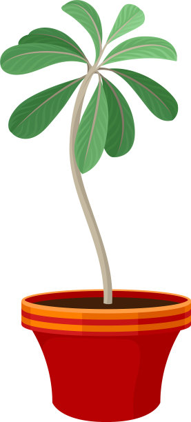 白色背景的花盆里的室内植物图片下载