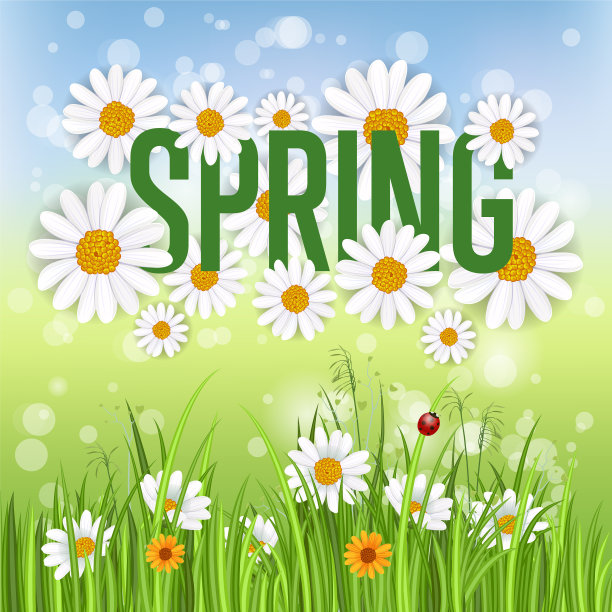 春旗上盛开的洋甘菊图片下载