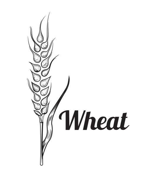 小麦、面包、穗、谷类作物素描手绘图片下载