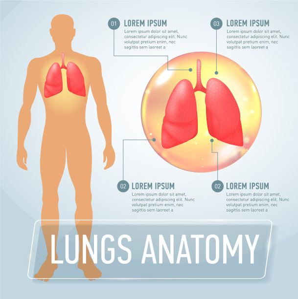 肺现代医学信息图内部器官图片下载