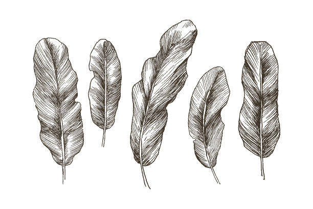 手绘的热带植物香蕉叶图片下载