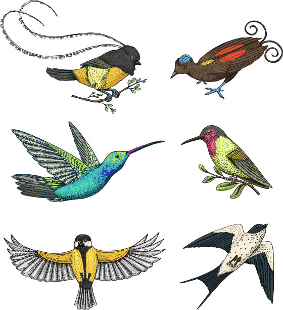 极乐鸟、小燕子或小马蹄鸟图片下载