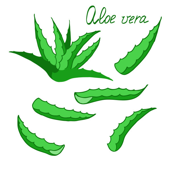 芦荟在白色背景上分离图片下载