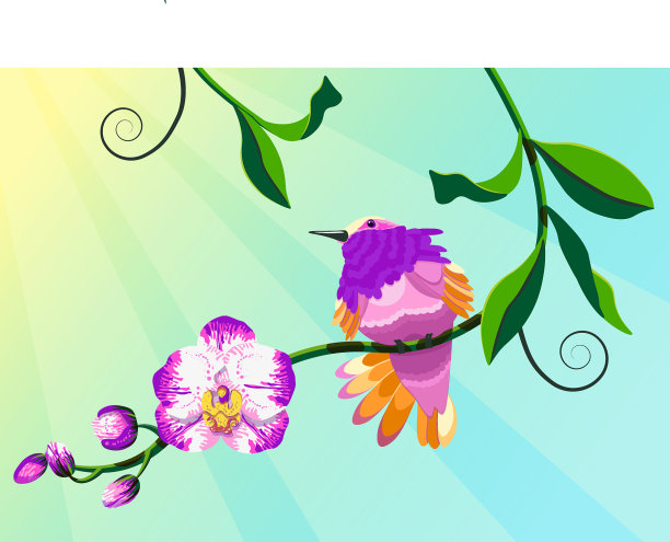 蜂鸟鸟兰花图片下载