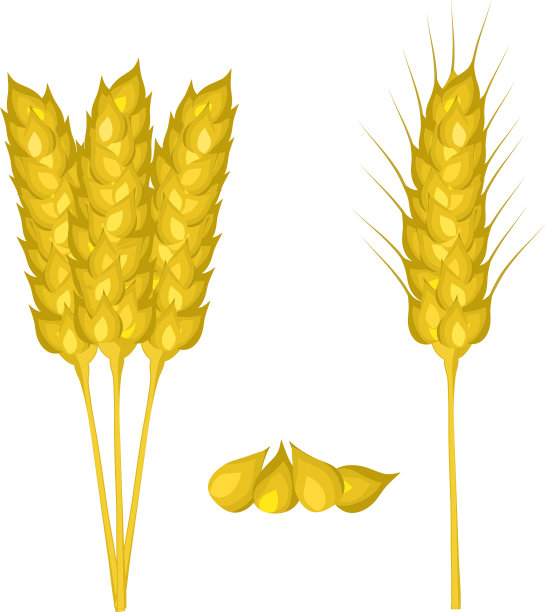 小麦穗紧挨着白色图片下载