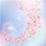 顺风飞翔的樱花花瓣随风飘落图片下载