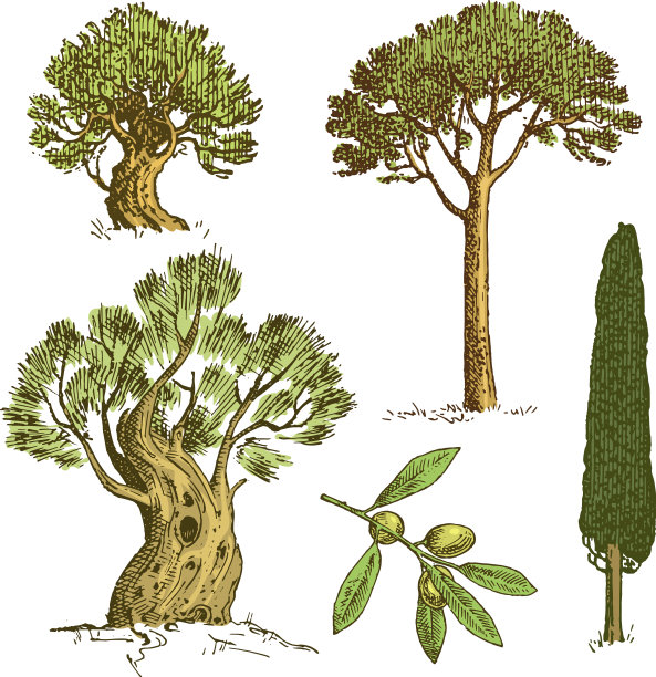 一套手绘树木意大利柏树和石头图片下载