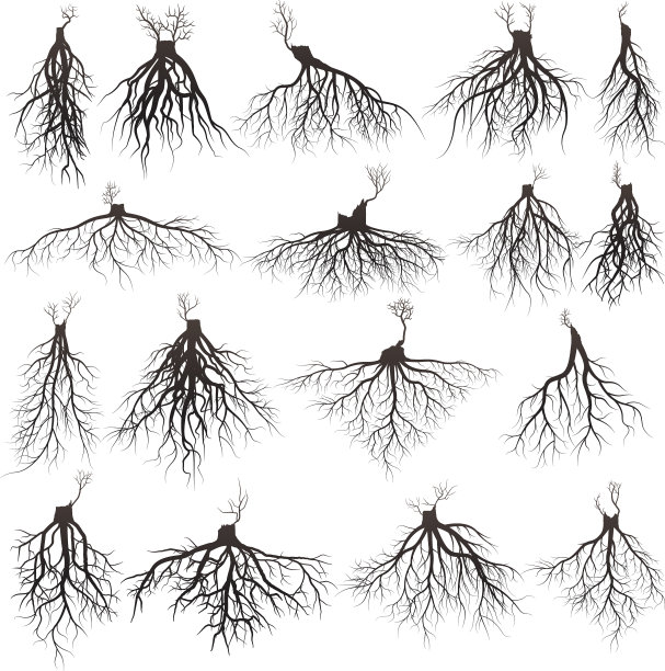 根轮廓图片下载