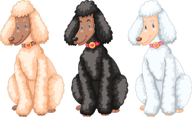 三只不同毛色的狮子狗图片下载