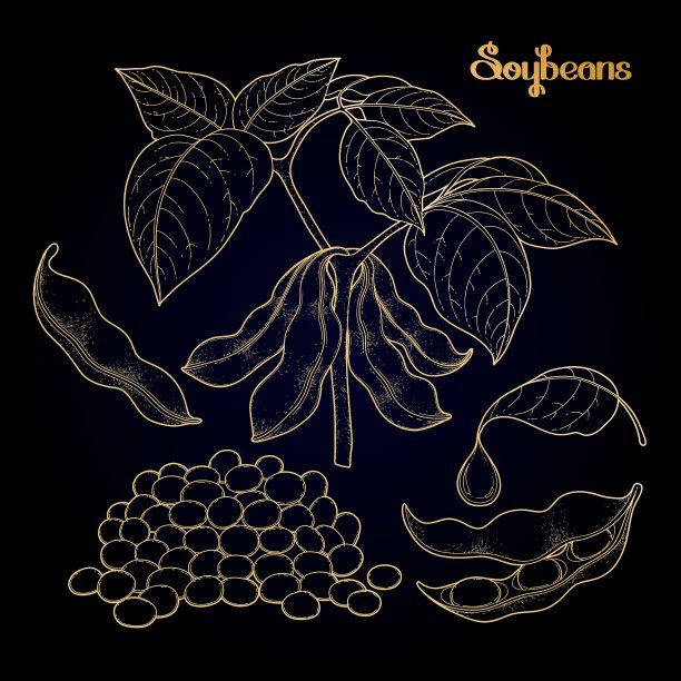 图形大豆集合图片下载