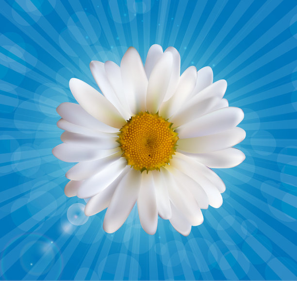 彩色自然美丽的3d洋甘菊图片下载