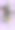 明信片上有不同品种的狗-4图片下载