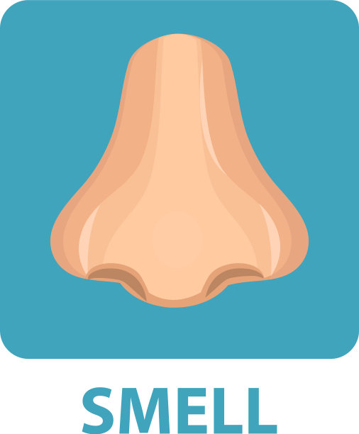 嗅觉图标扁平式鼻孤立上图片下载