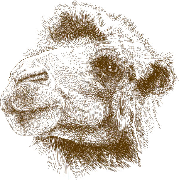 骆驼头雕刻图图片下载