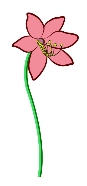 莉莉花图片下载