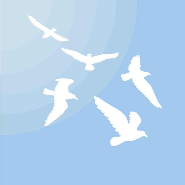 白海鸥的轮廓概念图片下载