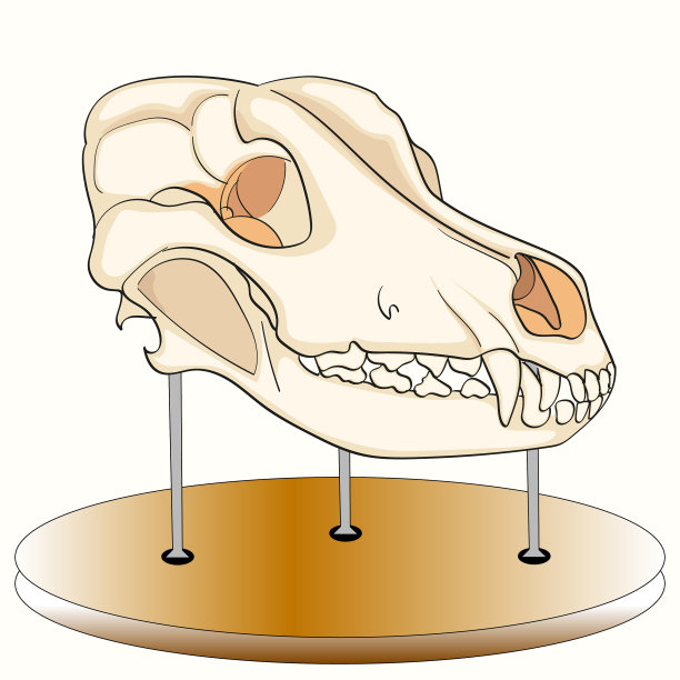 狗的头骨在展台上解剖展览图片下载