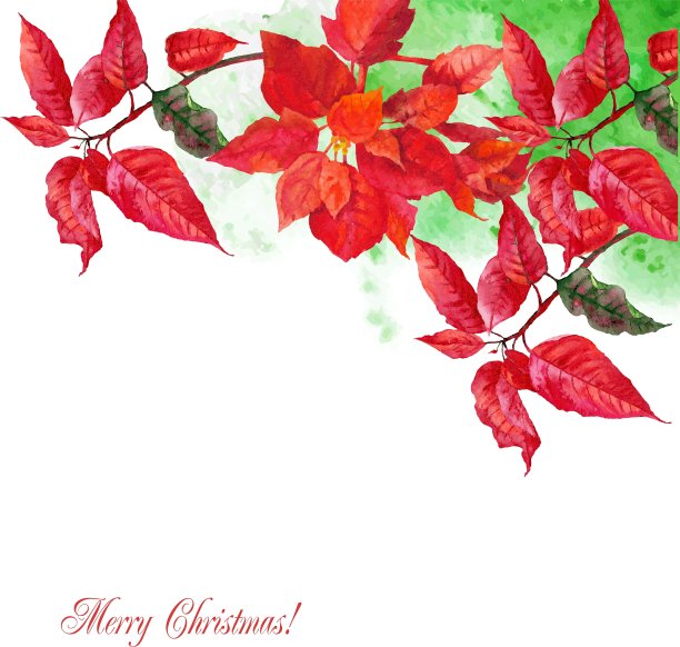 背景红一品红图片下载