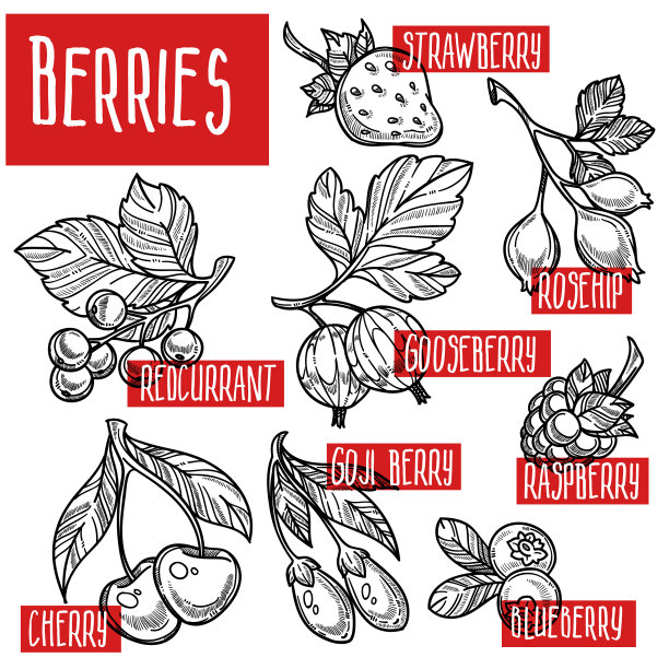 浆果素描天然有机水果收获图片下载