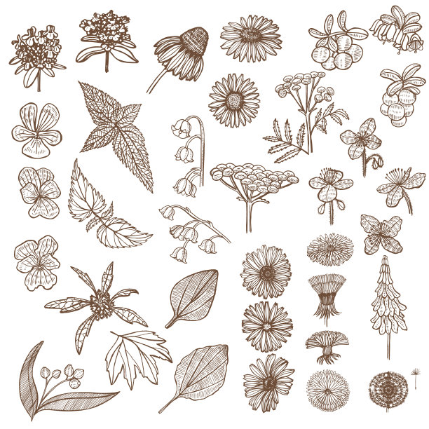 一套药用植物元素手绘图片下载