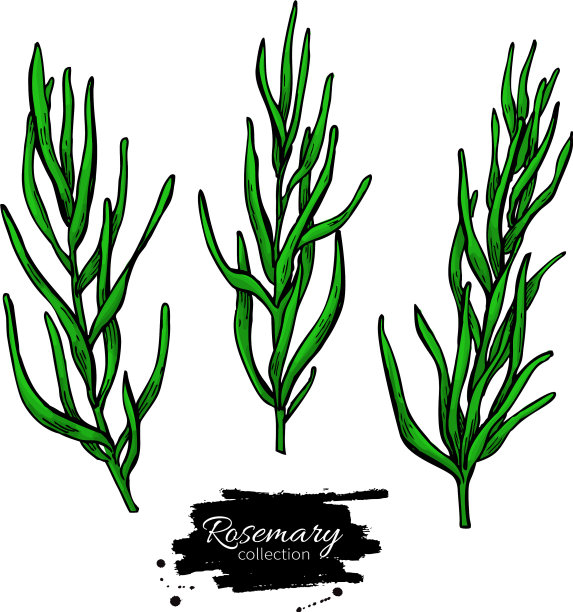迷迭香drawing set isolated plant with图片下载
