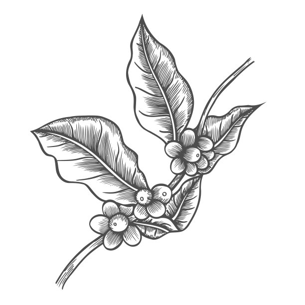 咖啡树图片下载