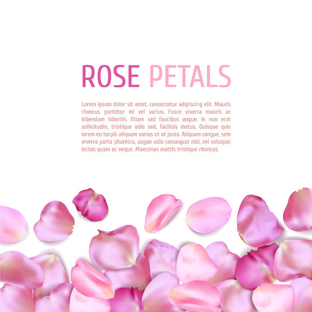 粉红玫瑰花瓣镶边图片下载