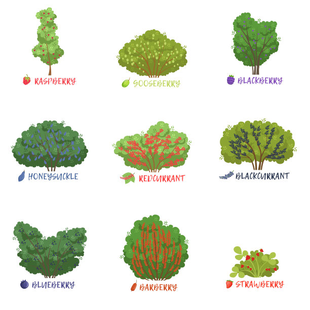 不同的花园浆果灌木种类的名称设置图片下载