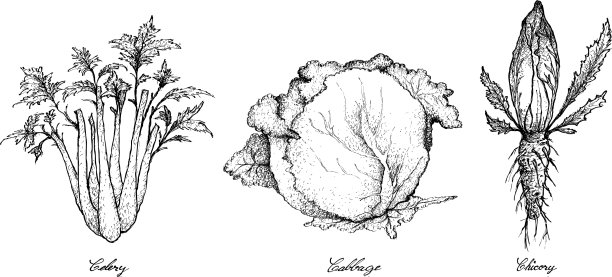 手绘芹菜、卷心菜和菊苣图片下载