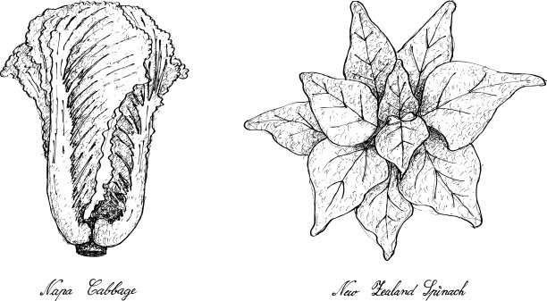手绘白菜和新西兰菠菜图片下载