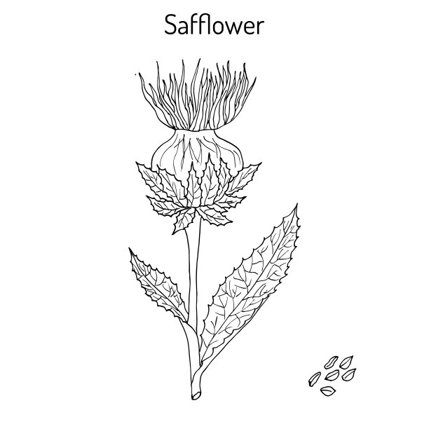 红花红花油植物图片下载