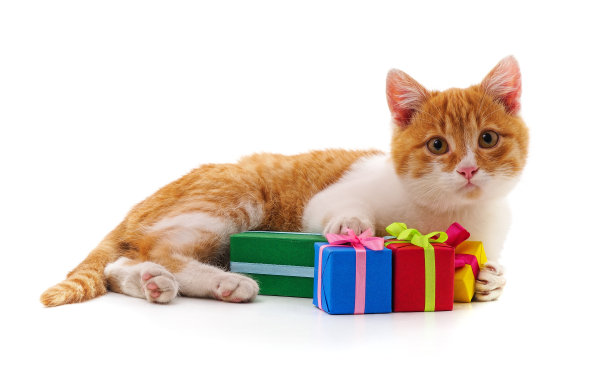小猫和礼物。图片下载
