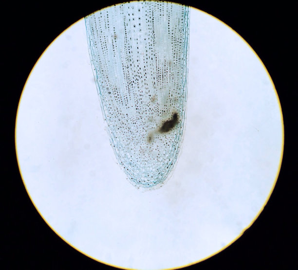 毛茛成熟根图片下载