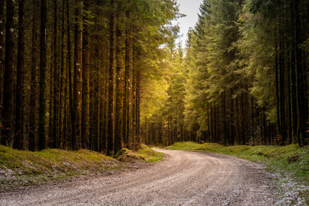 阳光照耀下，美丽的碎石小径穿过云杉林图片下载