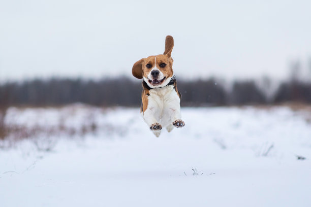 冬季散步的比格尔犬的肖像图片下载